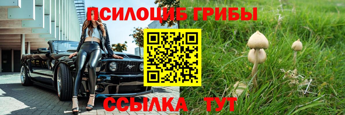 Псилоцибиновые грибы Psilocybe  Вход с VPN  Алейск 